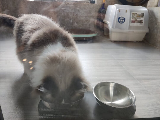 猫碗狗碗