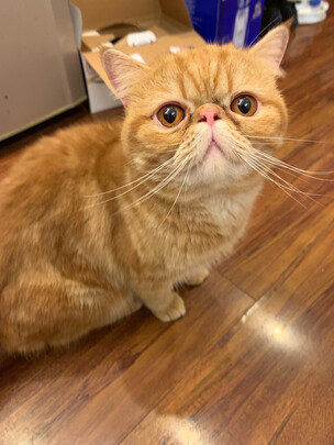 猫零食