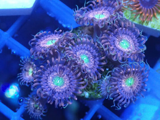 水草泥