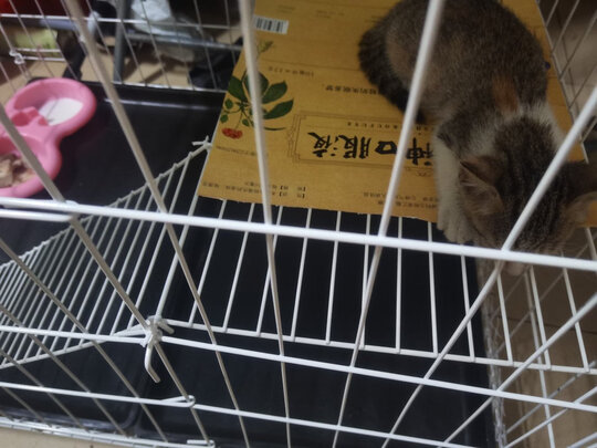 猫笼