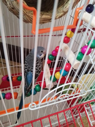 鸟粮