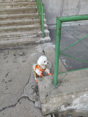 狗狗牵引绳
