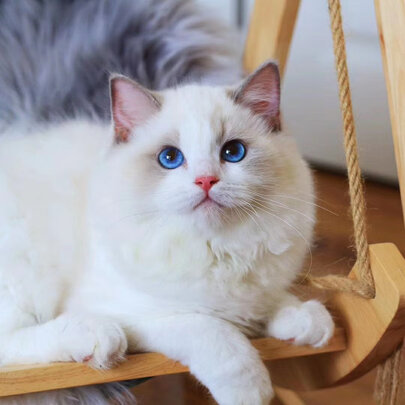 猫零食