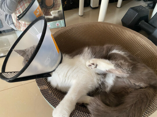 猫窝
