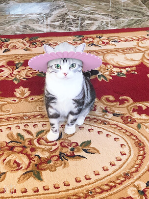 猫砂盆