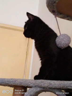 猫爬架
