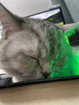 猫粮