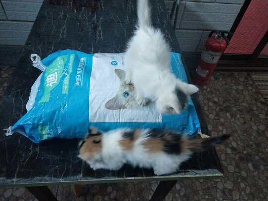 猫粮