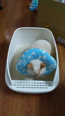 猫砂盆