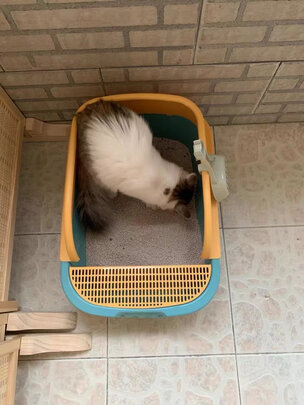 猫砂铲