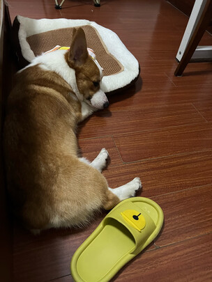 狗窝