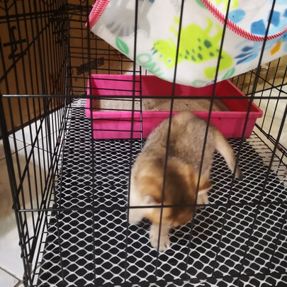  猫笼