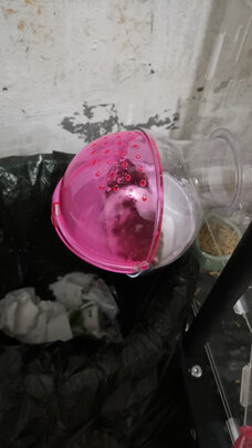 仓鼠浴沙