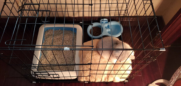  猫笼