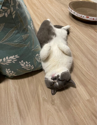 宠物免洗泡沫