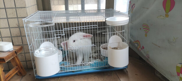 宠物自动喂食器