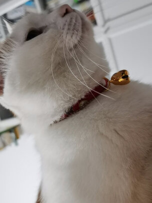 猫项圈