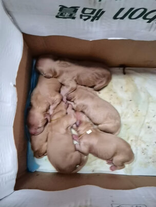 宠物纸尿裤