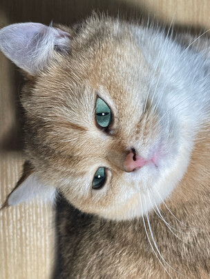 猫包