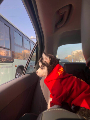 狗狗嘴套