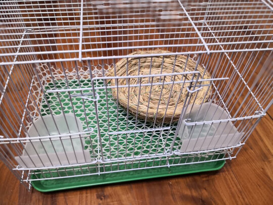 兔笼子