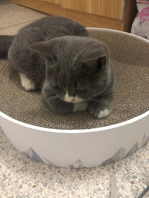 猫窝