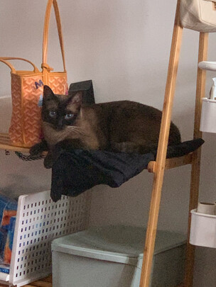 豆腐猫砂