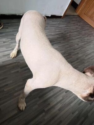  狗狗电推剪