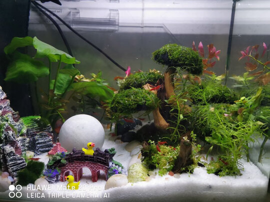 鱼缸底沙