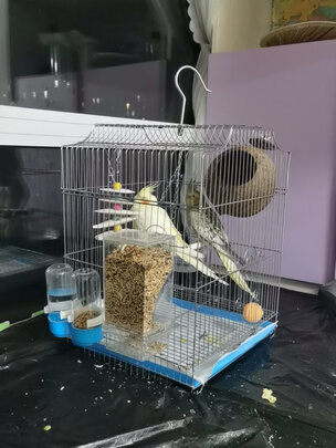 鸟笼