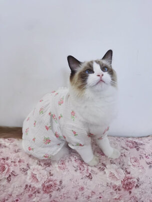 猫罐头