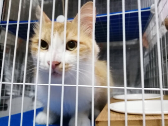 猫碗狗碗