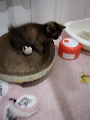 猫窝