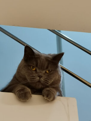 猫包