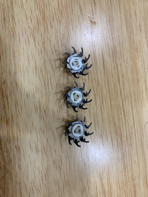 刹车片