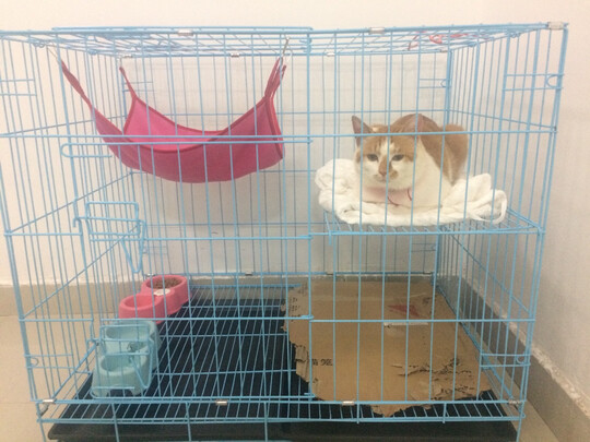  猫笼