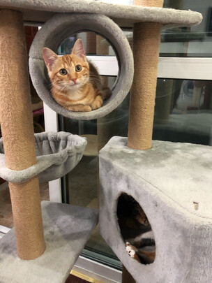 膨润土猫砂