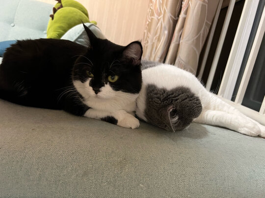 猫冻干