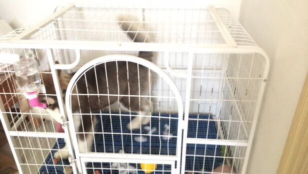  狗笼