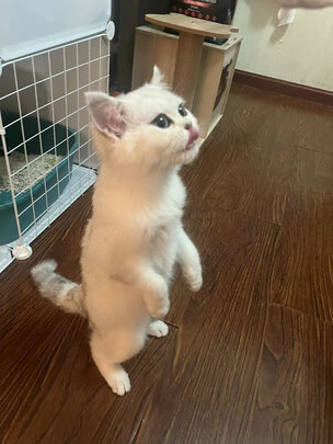 猫粮