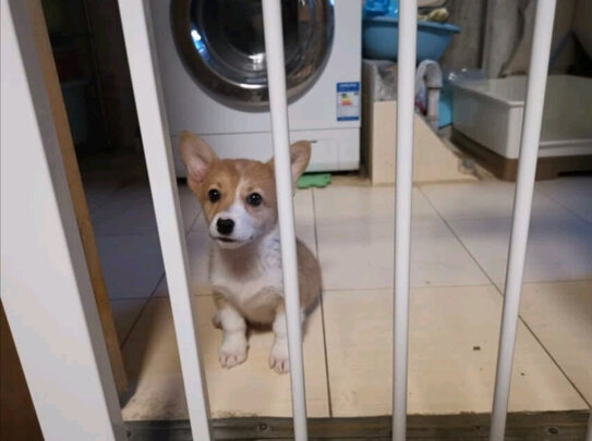 狗绳