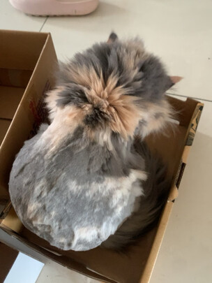  狗狗电推剪