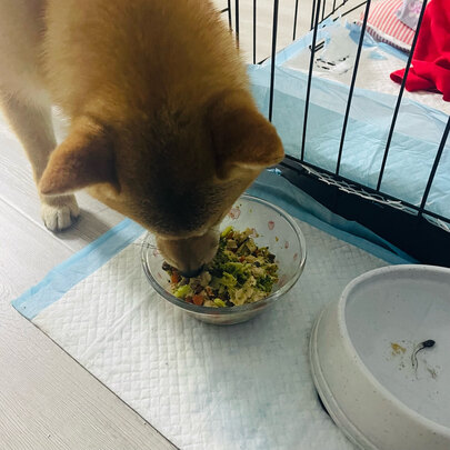 猫冻干