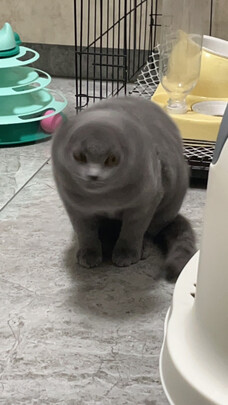 猫粮