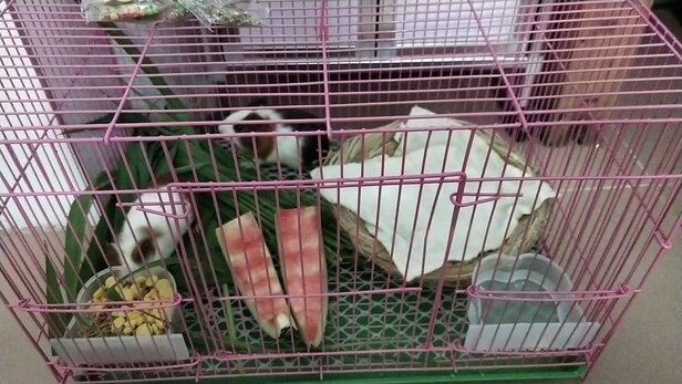 兔笼子