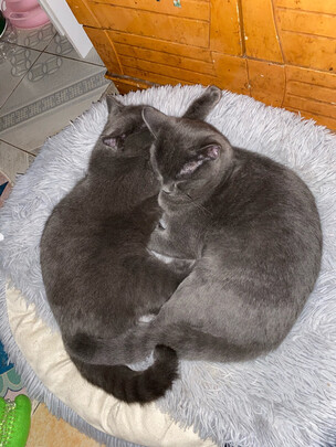 猫零食
