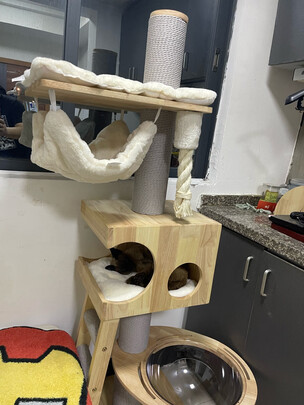 猫爬架