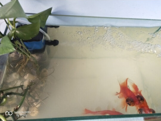 鱼缸净水剂