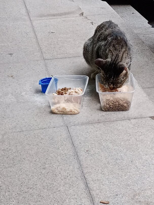 猫罐头