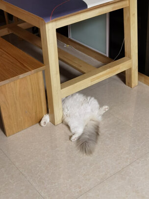 猫窝